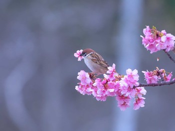 スズメ 佐鳴湖 2024年2月18日(日)