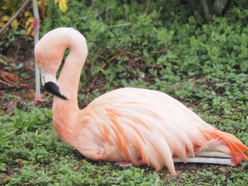 チリーフラミンゴ 東山動植物園 2024年2月22日(木)