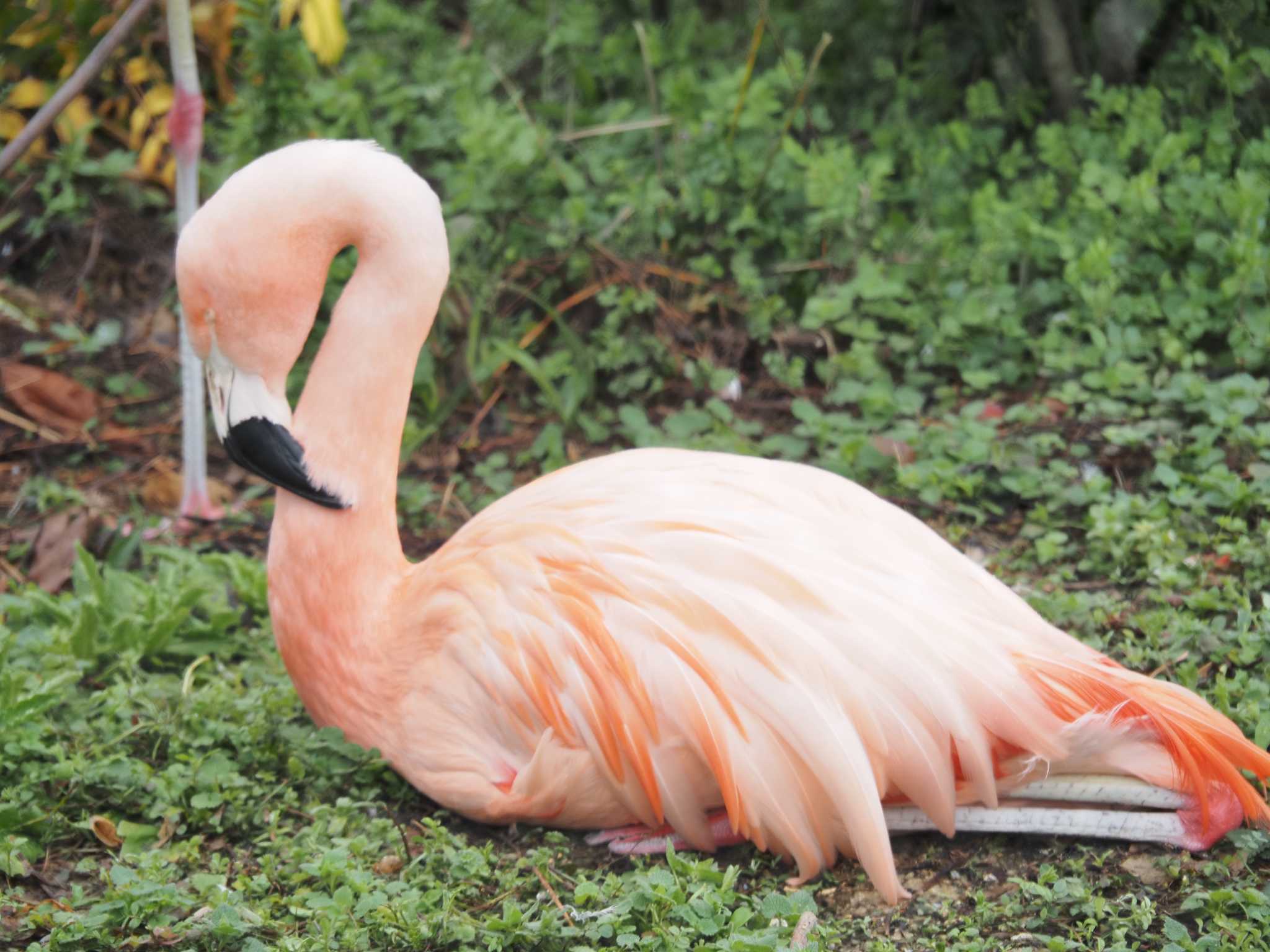 Photo of Chilean Flamingo at 東山動植物園 by MaNu猫