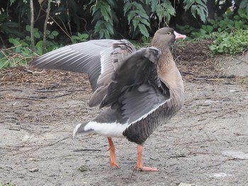 Lesser White-fronted Goose 東山動植物園 Thu, 2/22/2024