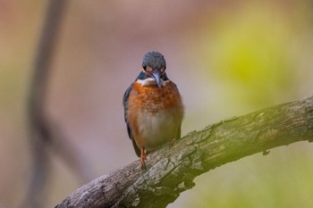 Common Kingfisher 善福寺公園 Tue, 2/20/2024