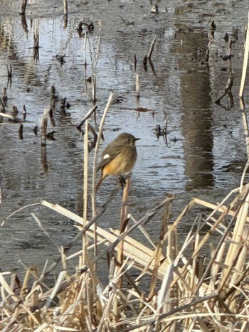 2024年2月17日(土) 水元公園の野鳥観察記録