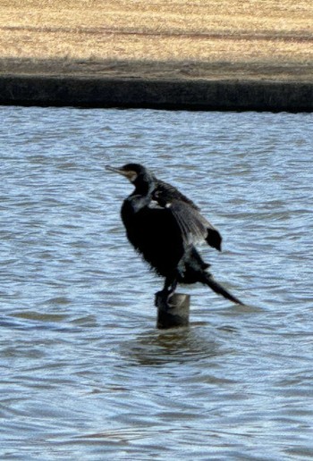 ウミウ 水元公園 2024年2月17日(土)