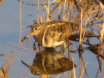 Greater Painted-snipe 大根川 Sat, 2/10/2024