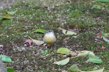 Grey Wagtail 建仁寺 Sun, 2/18/2024