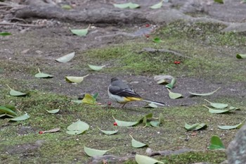 Grey Wagtail 建仁寺 Sun, 2/18/2024