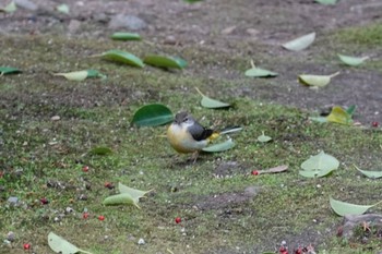 Grey Wagtail 建仁寺 Sun, 2/18/2024