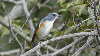 ルリビタキ 馬見丘陵公園 2024年1月13日(土)