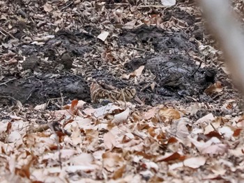 Eurasian Woodcock Maioka Park Fri, 2/2/2024