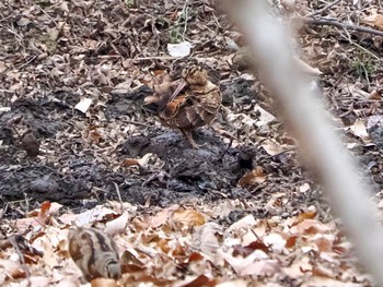 Eurasian Woodcock Maioka Park Fri, 2/2/2024