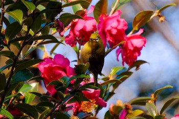 Warbling White-eye Ueno Park Mon, 2/12/2024