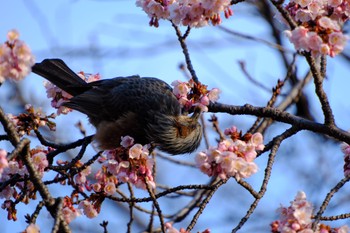 Brown-eared Bulbul Ueno Park Mon, 2/12/2024