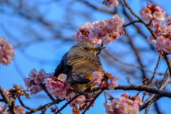 Brown-eared Bulbul Ueno Park Mon, 2/12/2024