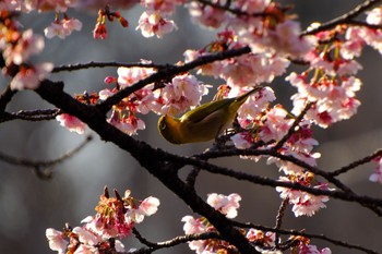 Warbling White-eye Ueno Park Mon, 2/12/2024