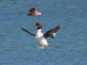 Common Goldeneye 志津川湾 Tue, 1/23/2024