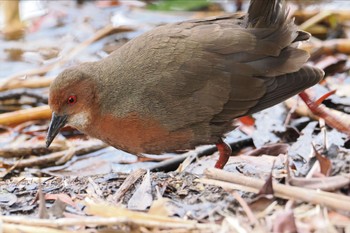 ヒクイナ 葛西臨海公園 2024年2月17日(土)