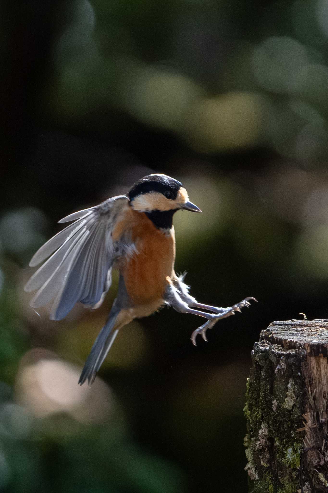 西湖野鳥の森公園 ヤマガラの写真 by shin