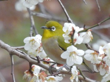 2024年2月22日(木) 京都御苑の野鳥観察記録