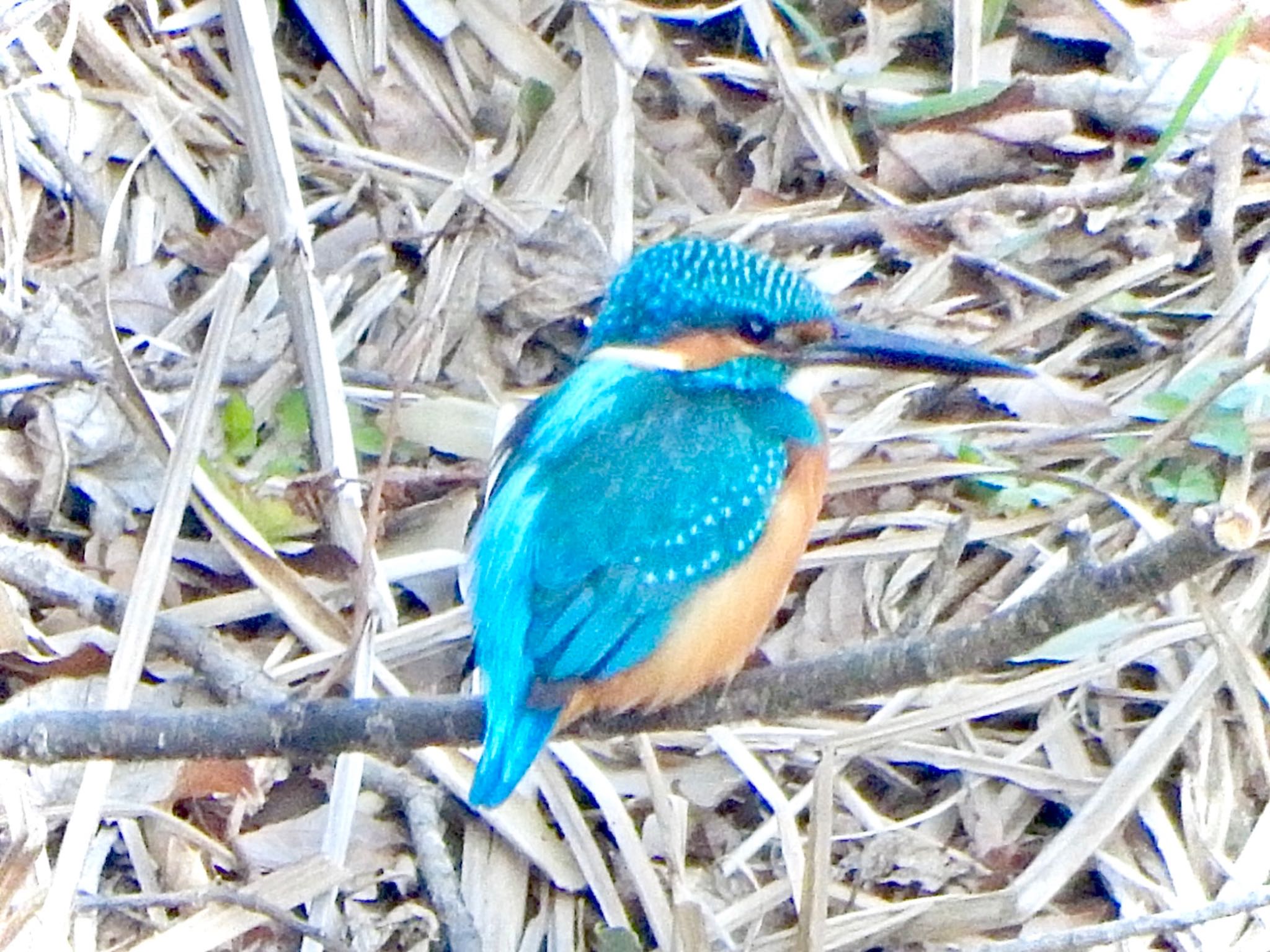 Common Kingfisher