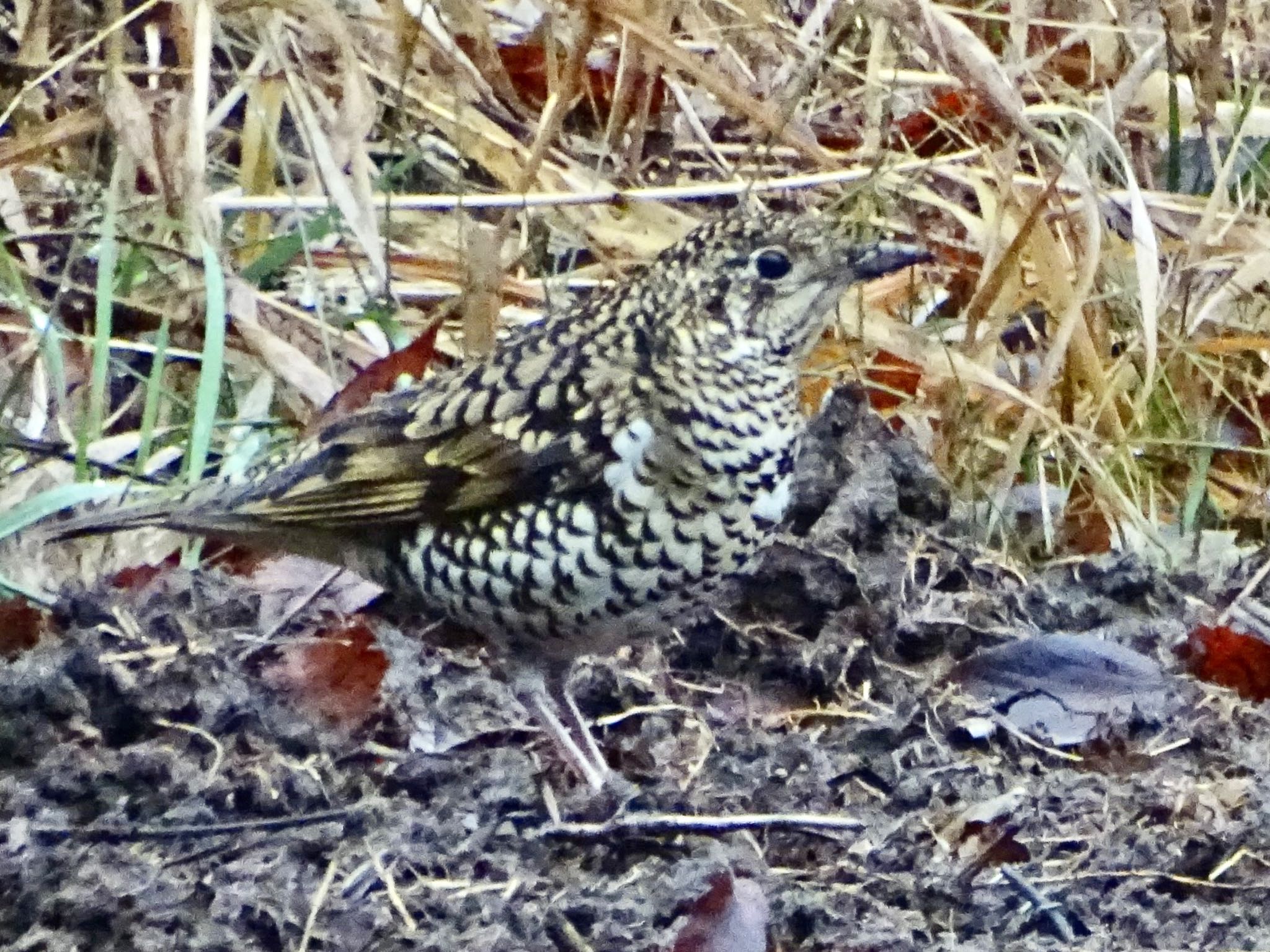 トラツグミ