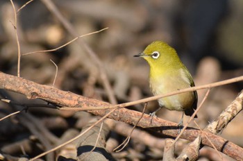 Warbling White-eye ＭＦ Wed, 1/31/2024