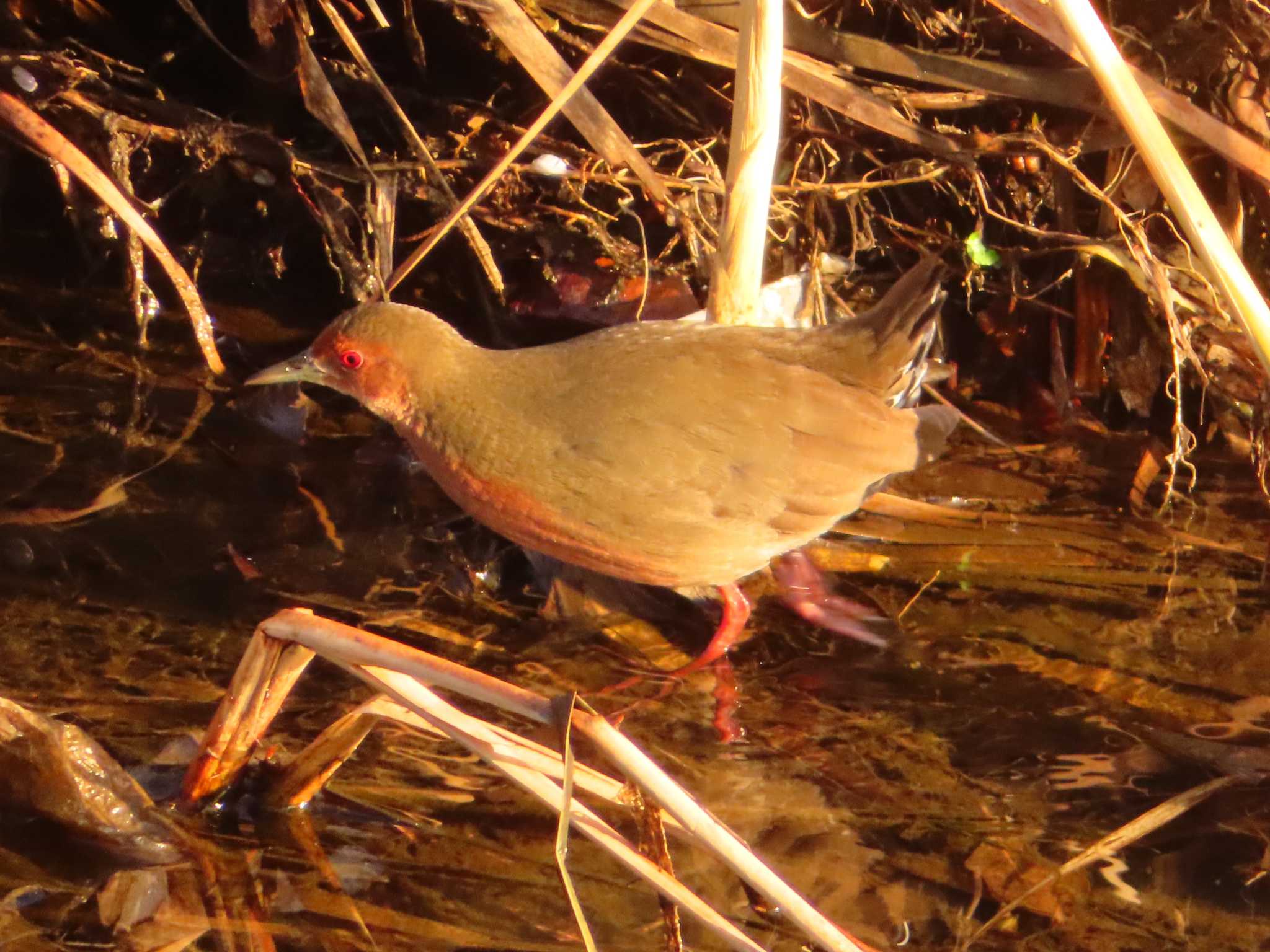 Ruddy-breasted Crake