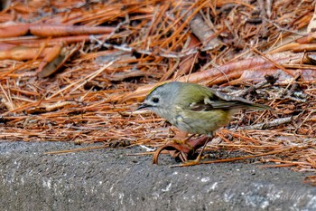 Goldcrest 創造の森(山梨県) Sat, 2/17/2024