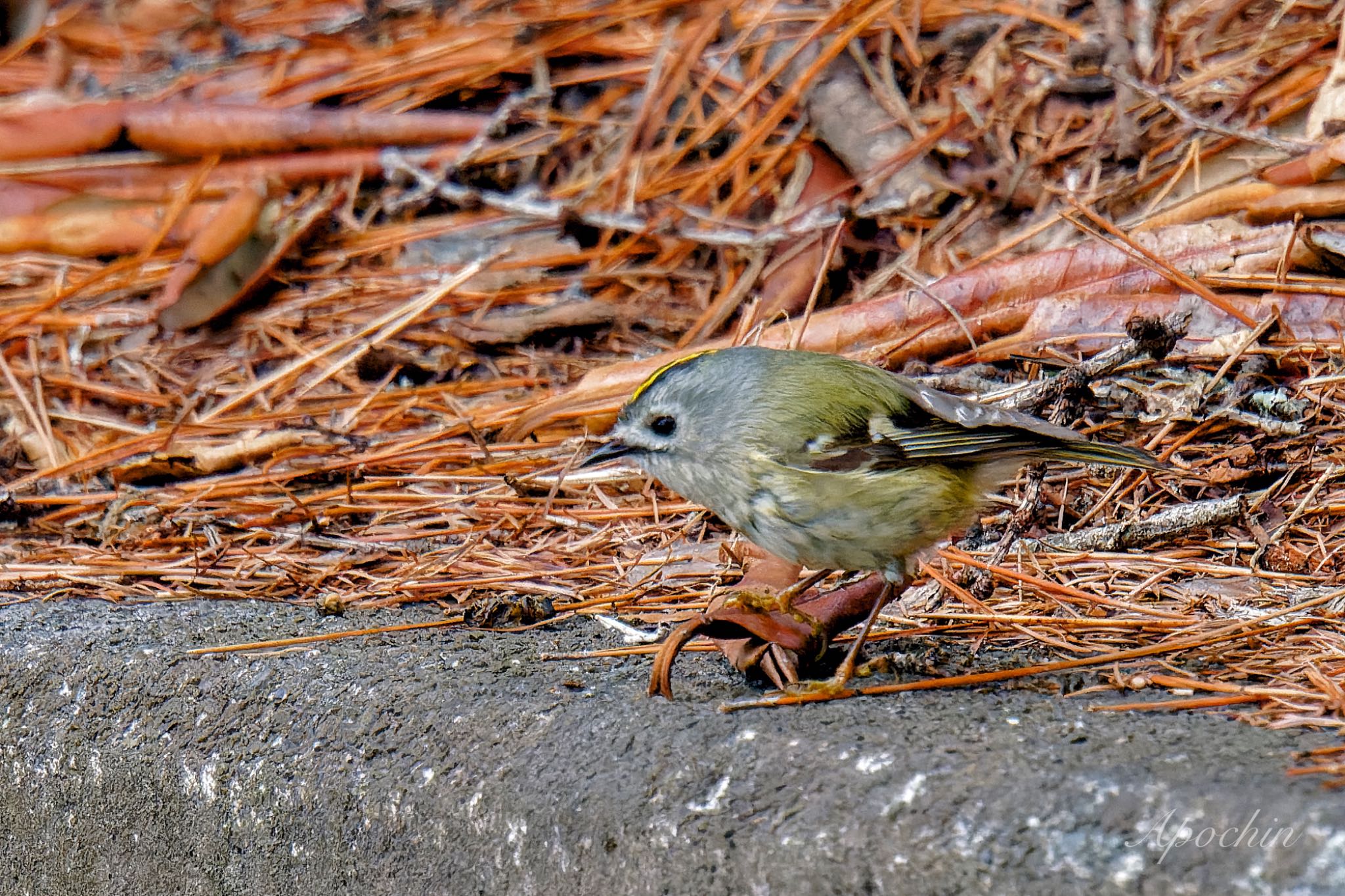 Photo of Goldcrest at 創造の森(山梨県) by アポちん