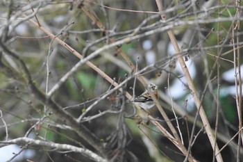 アトリ 早戸川林道 2024年2月9日(金)