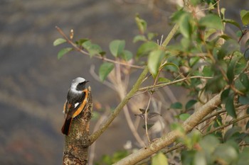 Daurian Redstart Unknown Spots Sun, 2/18/2024