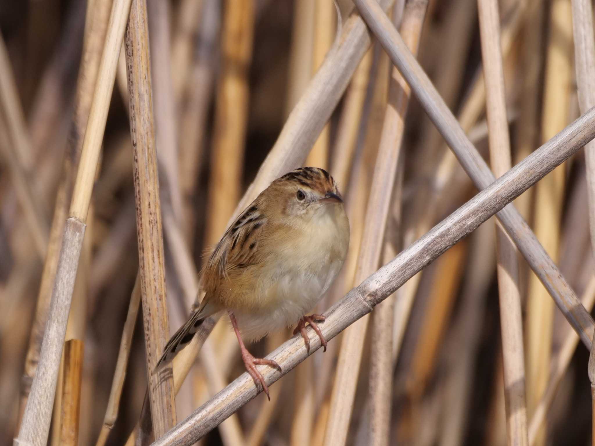 大股開きの後の3コマ。　 by little birds