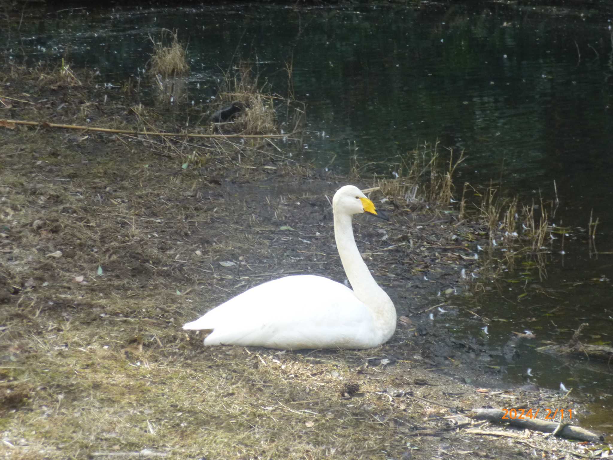 Whooper Swan