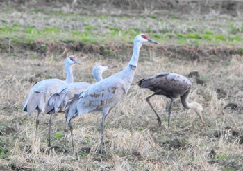 Sandhill Crane Unknown Spots Sat, 1/20/2024