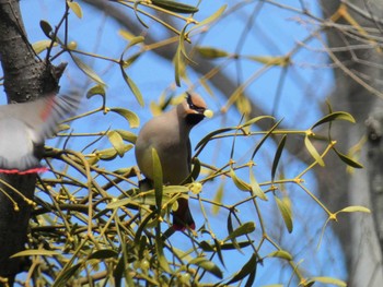 Japanese Waxwing Higashitakane Forest park Sun, 2/18/2024