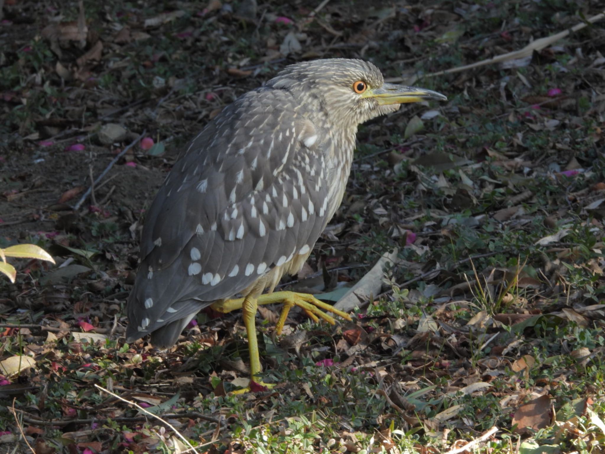 Black-crowned Night Heron