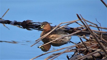 Little Grebe Toneri Park Sat, 1/7/2023