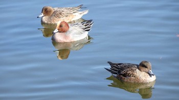 ヒドリガモ 舎人公園 2023年1月7日(土)