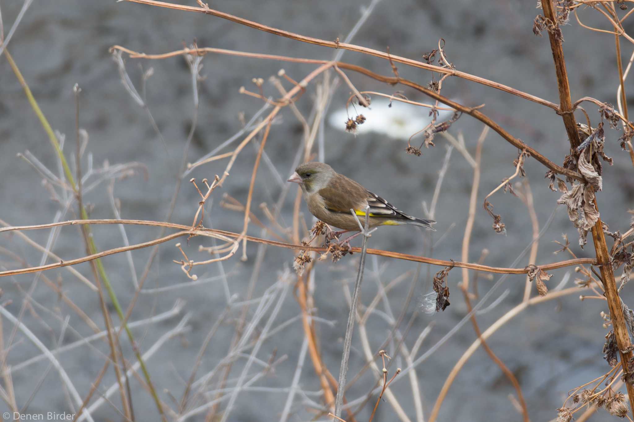 境川遊水地公園 カワラヒワの写真 by 田園Birder