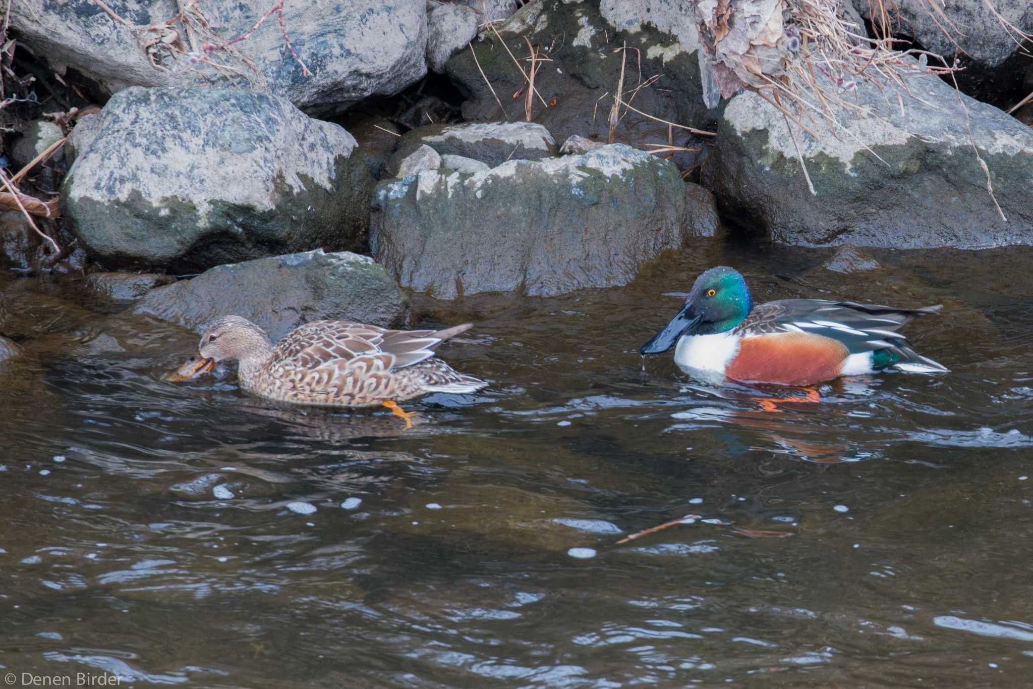 境川遊水地公園 ハシビロガモの写真 by 田園Birder