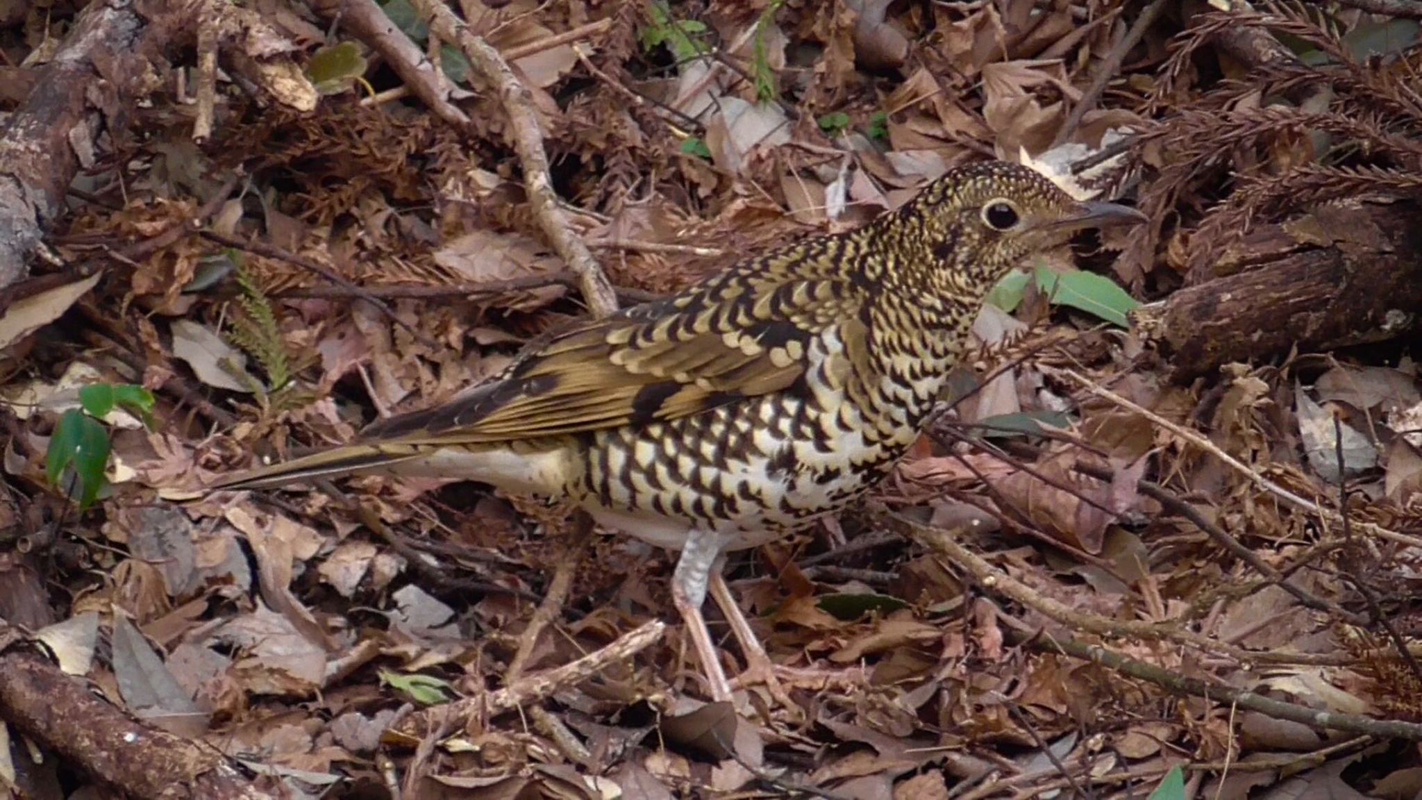 White's Thrush