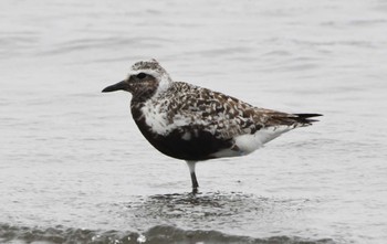 Grey Plover Sambanze Tideland Sun, 8/21/2022