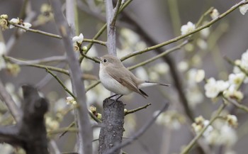 Red-breasted Flycatcher 和歌山城公園 Sun, 2/18/2024