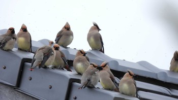 Japanese Waxwing 菰野町 Sat, 2/17/2024