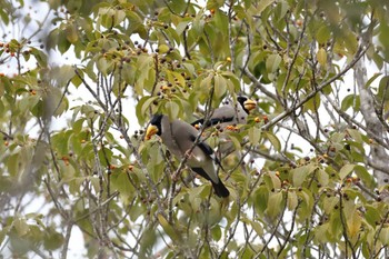 Japanese Grosbeak Arima Fuji Park Sun, 2/18/2024