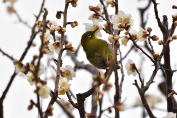Sat, 2/17/2024 Birding report at Nagahama Park