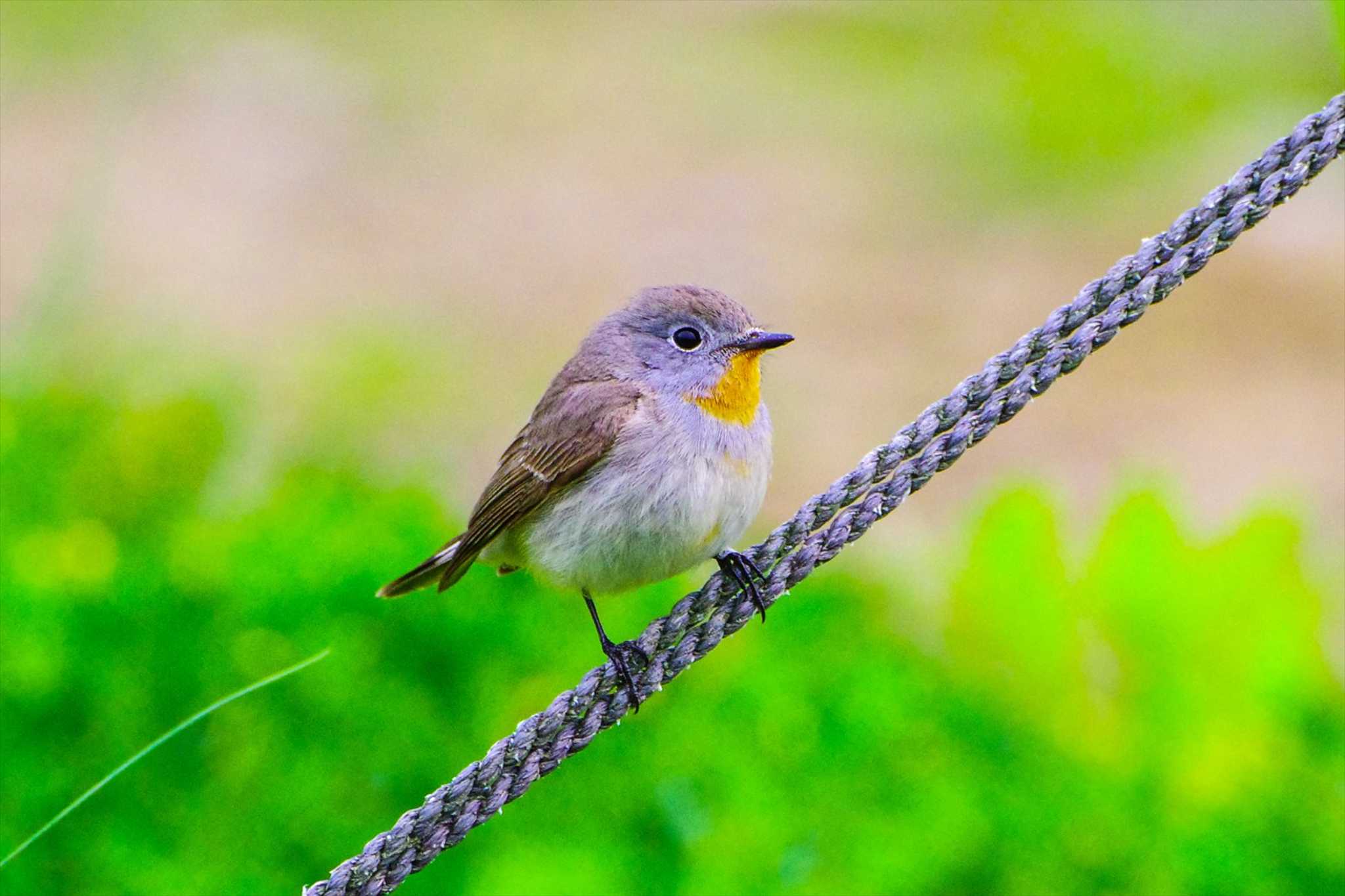 Photo of Taiga Flycatcher at Tobishima Island by BW11558