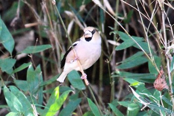 Hawfinch 大町自然観察園 Wed, 2/14/2024