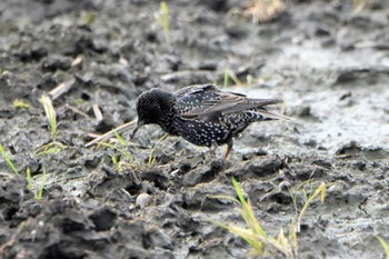 Common Starling 熊本市沖新町 Thu, 2/27/2020