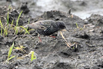 Common Starling 熊本市沖新町 Thu, 2/27/2020