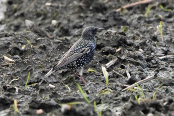 Common Starling 熊本市沖新町 Thu, 2/27/2020